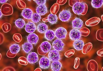 linfociti nel sangue sistema immunitario