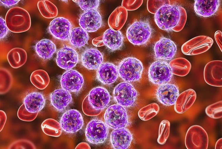 linfociti nel sangue sistema immunitario