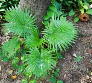 serenoa repens