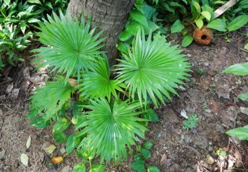 serenoa repens