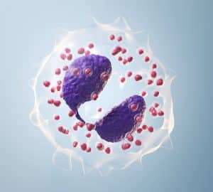 eosinofili al microscopio