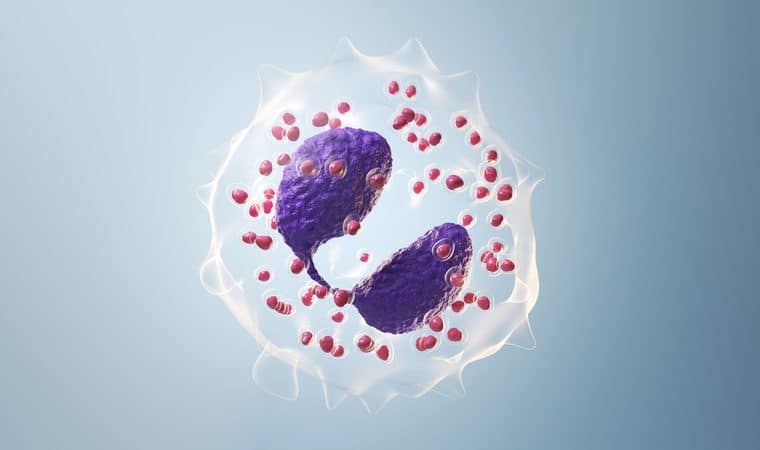 eosinofili al microscopio