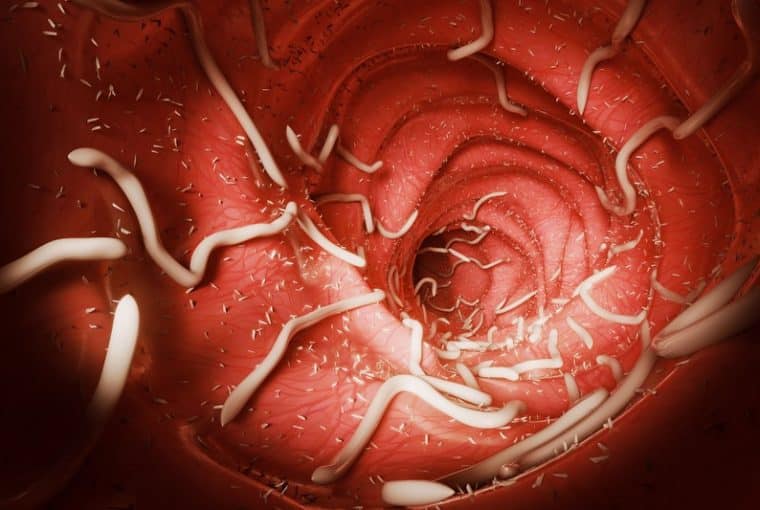 parassiti intestinali