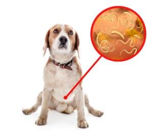 cane con parassiti intestinali